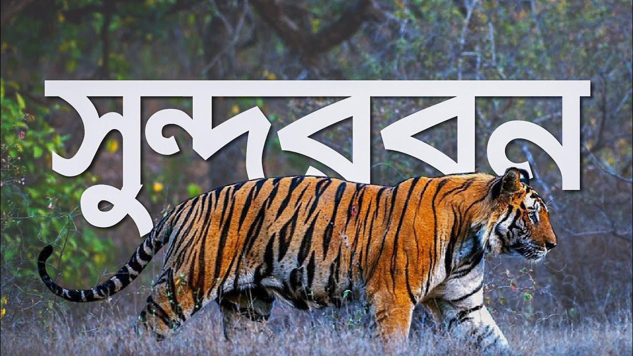 সুন্দরবনের দর্শনীয় স্থান -[ The most Attractive place of Sundarban ]