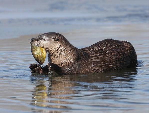 ভোঁদড় দিয়ে মাছ ধরার কৌশল সুন্দরবনে – (Fishing technique in the Sundarbans)