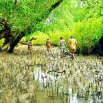 কম খরচে সুন্দরবন ভ্রমণ – [Sundarbans tour at low cost]