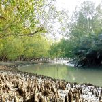 ৩ মাস বন্ধ থাকার পর উন্মুক্ত হচ্ছে সুন্দরবন
