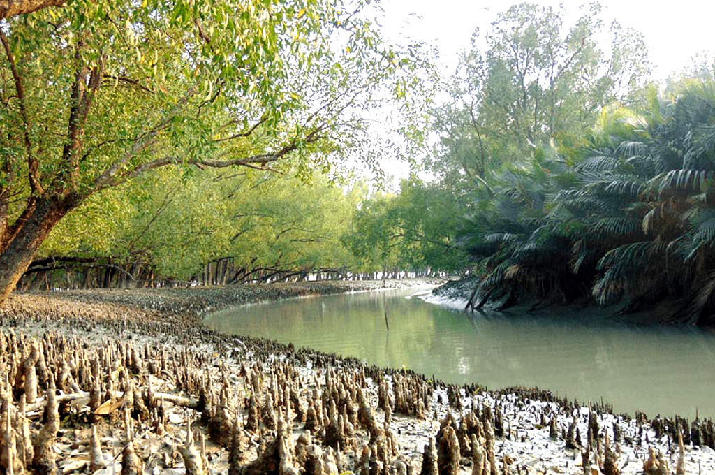 ৩ মাস বন্ধ থাকার পর উন্মুক্ত হচ্ছে সুন্দরবন