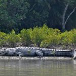 লোনাপানির বৃহত্তম কুমির – (Largest saltwater Crocodile)