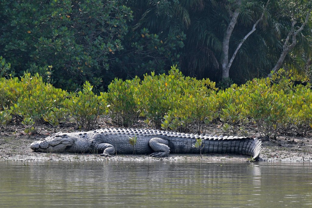 লোনাপানির বৃহত্তম কুমির – (Largest saltwater Crocodile)