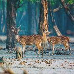 হিরণ পয়েন্ট – [Hiron Point]