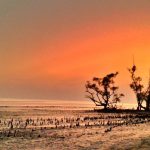 Kotka Sea Beach in Sundarban
