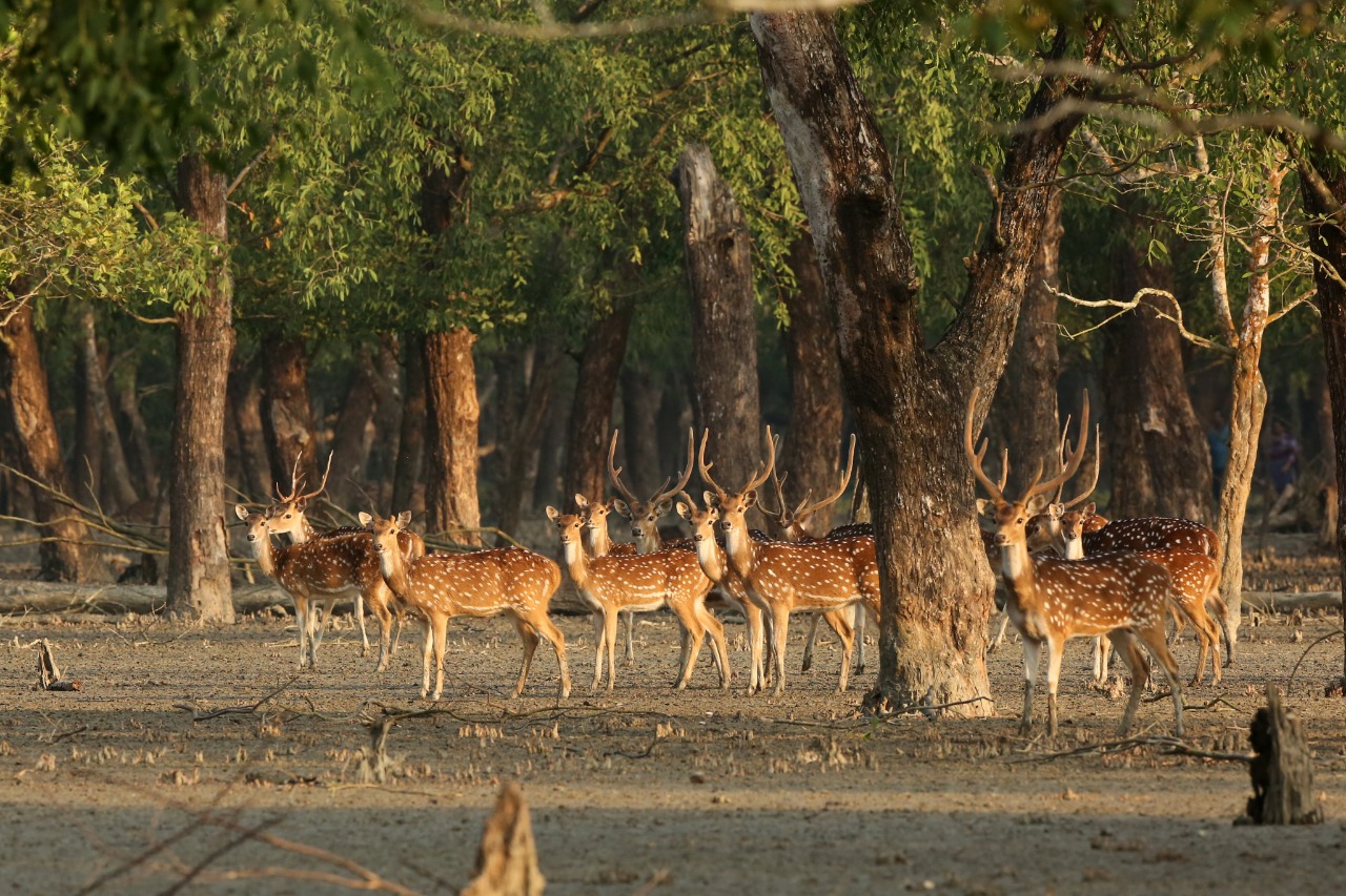 Hiron Point in Sundarban