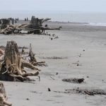 কচিখালী সমুদ্র সৈকত – (Kochikhali Sea Beach)