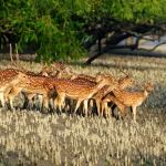 সুন্দরবনের দৃষ্টিনন্দন চিত্রা হরিণ – (Spectacular deer of Sundarbans)