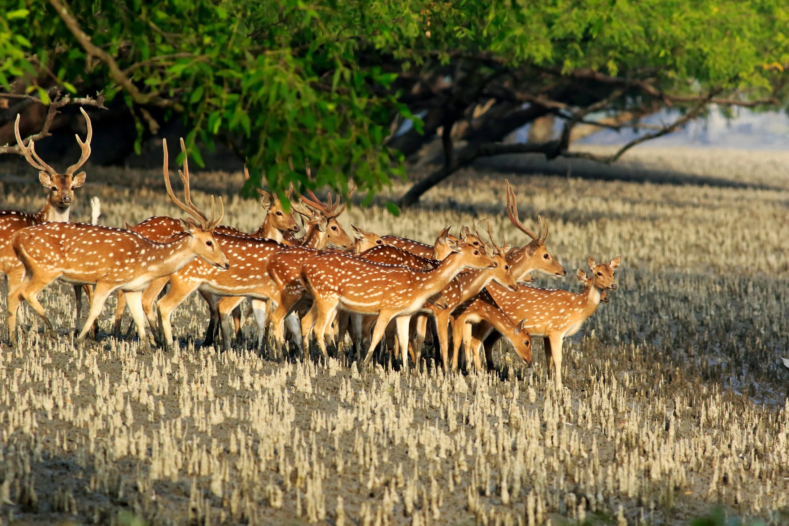 সুন্দরবনের দৃষ্টিনন্দন চিত্রা হরিণ – (Spectacular deer of Sundarbans)