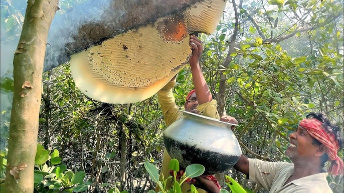 সুন্দরবনে খলিশা ফুলের মধু – (Khalisha flowers honey in Sundarban)