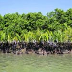 সুন্দরবনের গাছের কিছু বৈশিষ্ট্য – (Some characteristics of Sundarbans trees)