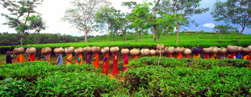 Discover Bangladesh Naturally!