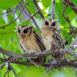 সুন্দরবনের ওরিয়েন্টাল স্কোপ্স পেঁচা – (Oriental Scops Owl in Sundarban)