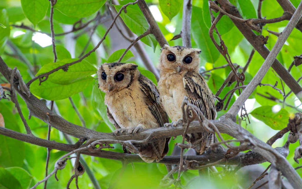 সুন্দরবনের ওরিয়েন্টাল স্কোপ্স পেঁচা – (Oriental Scops Owl in Sundarban)
