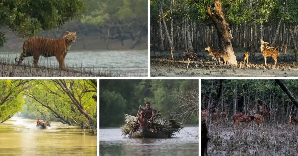 সুন্দরবনের প্রাণীজগত