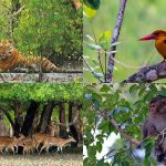 The Animal World in Sundarbans