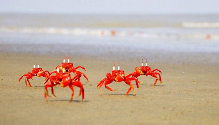 The Red Crab of the Sundarbans